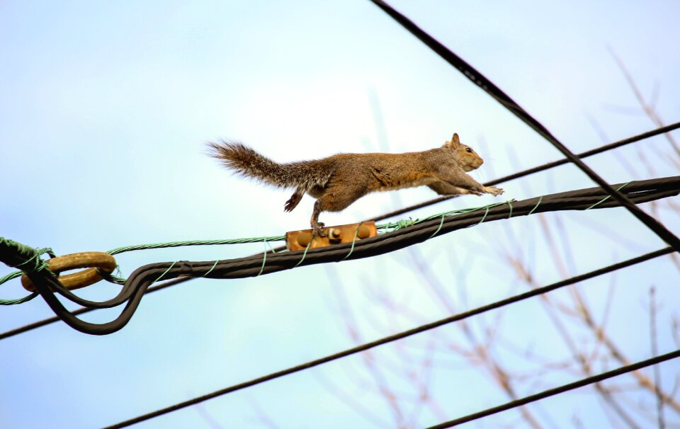 Mammal sky side view