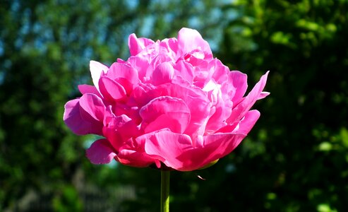 Pink plant garden