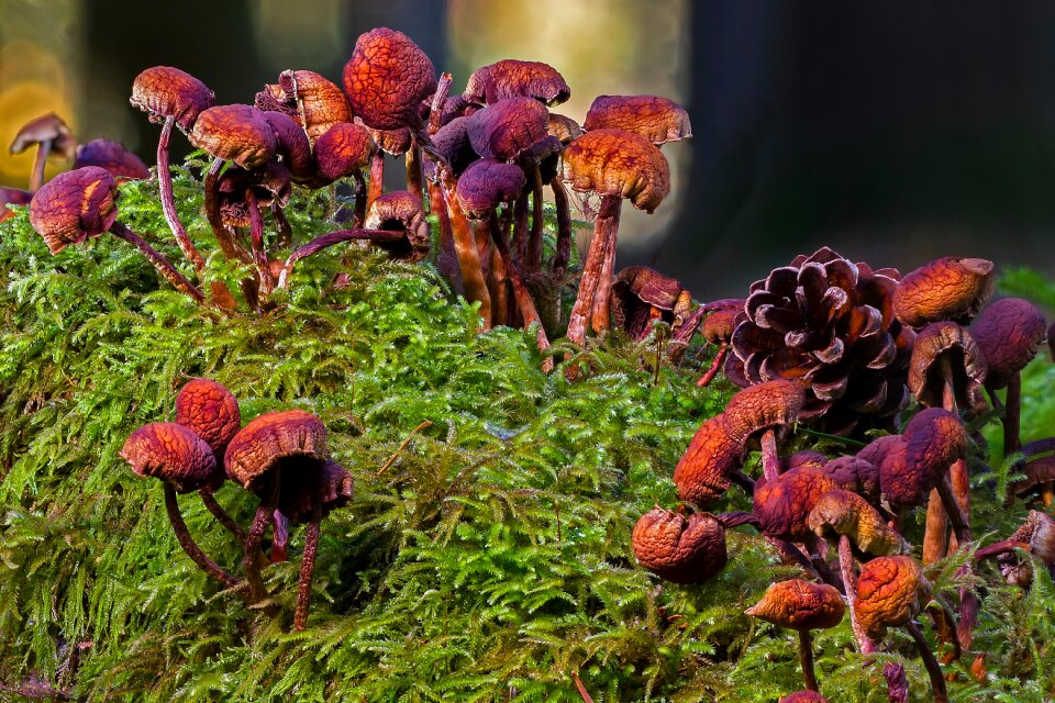 Transience tree stump mini mushroom photo