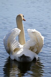 Nature no person water birds