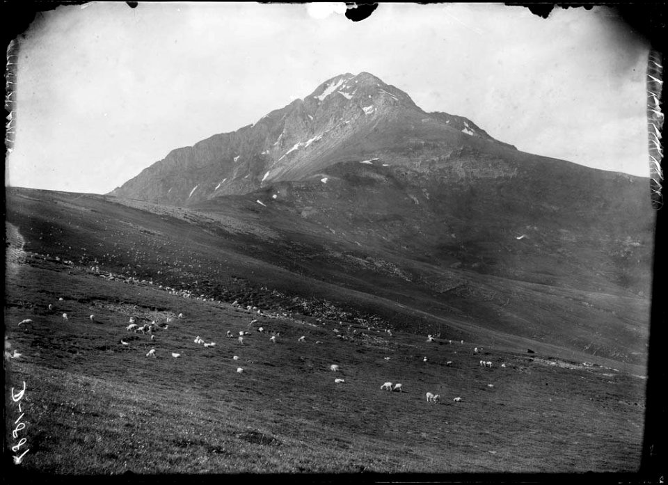 Ramat d'ovelles pasturant a la muntanya amb el Montsent de Pallars al fons