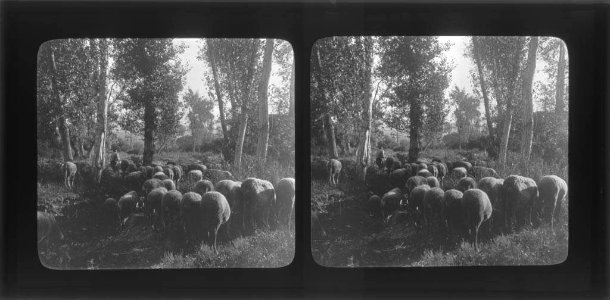 Ramat de bens en un bosc