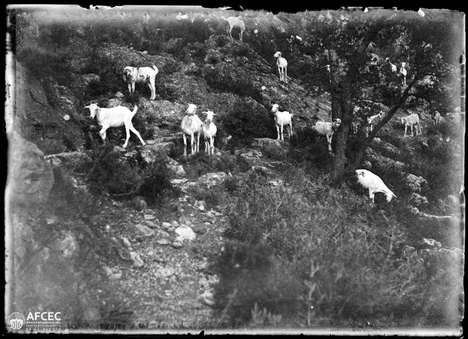 Ramat de cabres pasturant a la serra de Cardó