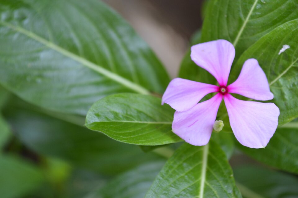 Plants pink flower flowers
