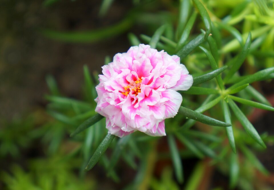 Portulaca pink flowers vietnam