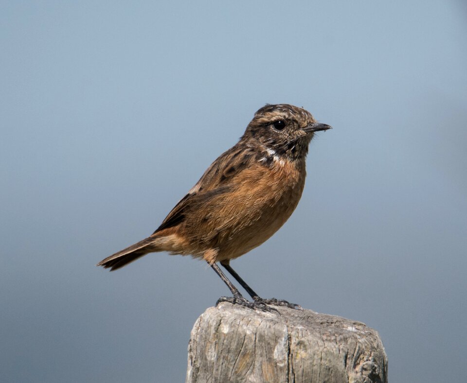 Cartaxo birdie paige