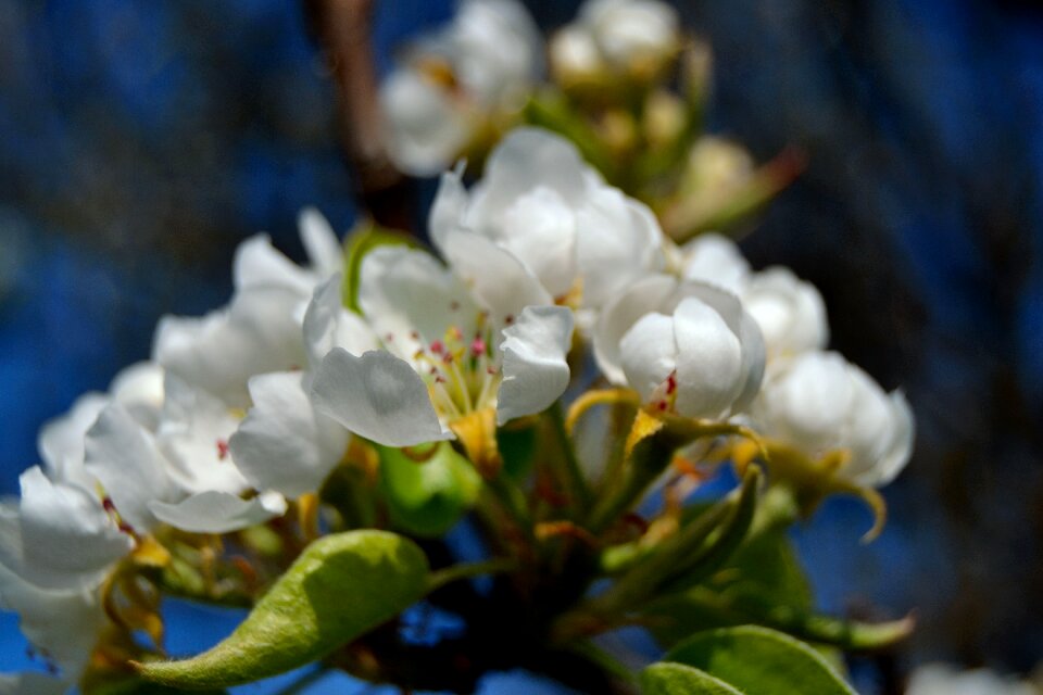 Tree blossoms white blossoms flowers