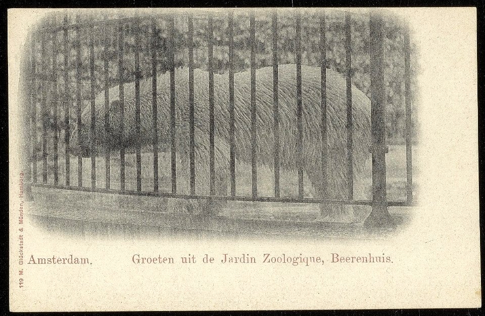 Plantage Kerklaan, Artis met ijsbeer. Uitgave M. Glückstadt & Münden, Hamburg, Afb ANWU01745000006