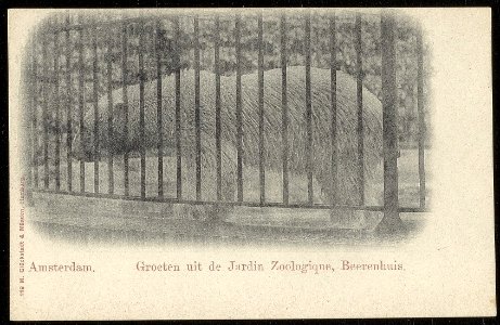 Plantage Kerklaan, Artis met ijsbeer. Uitgave M. Glückstadt & Münden, Hamburg, Afb ANWU01745000006