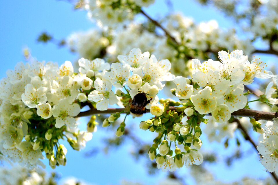 White white blossom nature
