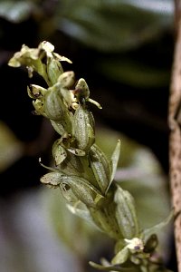 Platanthera aquilonis NRCS-001