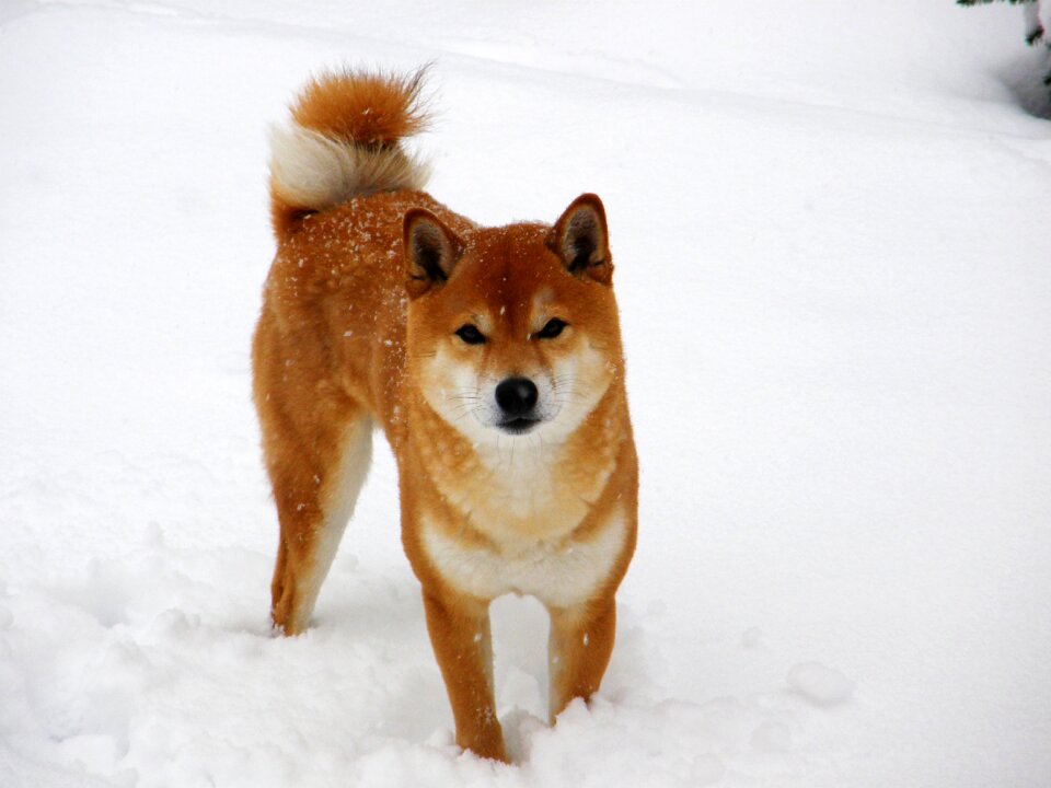 Shiba inu japanese spitz animal