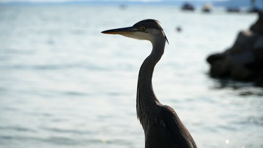 Nature birds animal