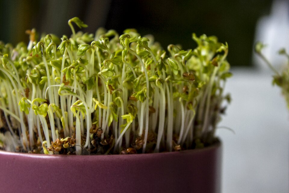 Growth vegetable kress