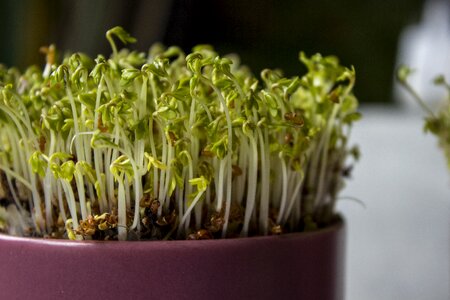 Growth vegetable kress