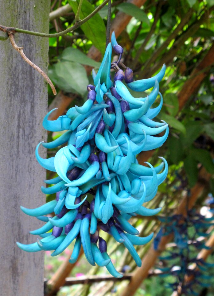 Blue flowers travel tigris