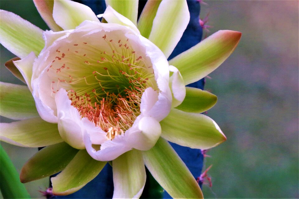 White yellow green