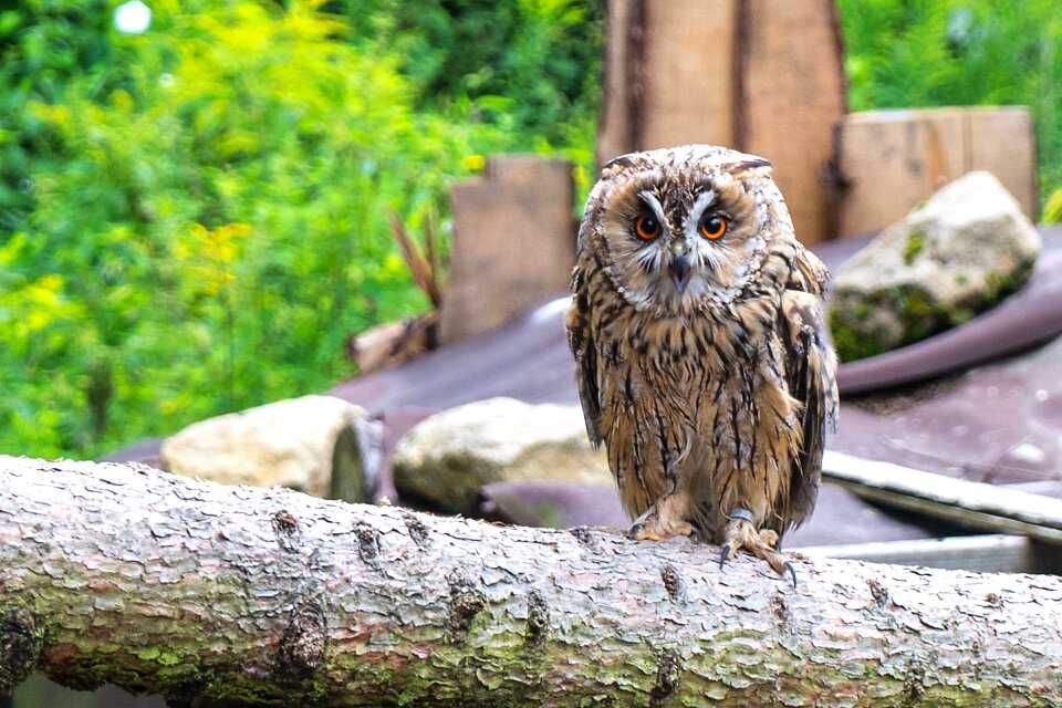 Bird of prey raptor nature