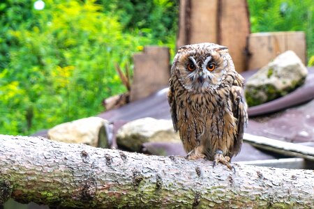 Bird of prey raptor nature