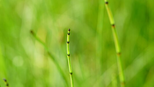 Green meadow nature
