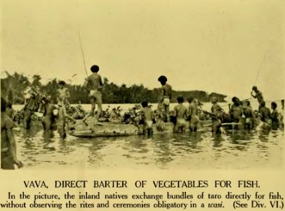 Plate XXXVII - Argonauts of the western Pacific 1922 (page 240 crop)