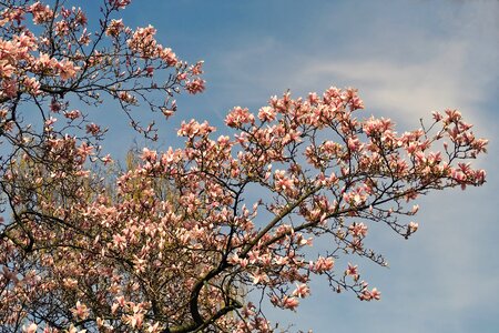 Garden magnolia spring photo
