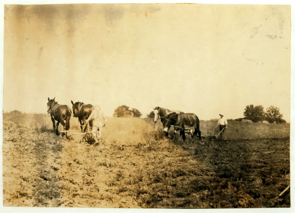 Plowing for wheat. Children are kept out of school for this work. LOC cph.3a29792
