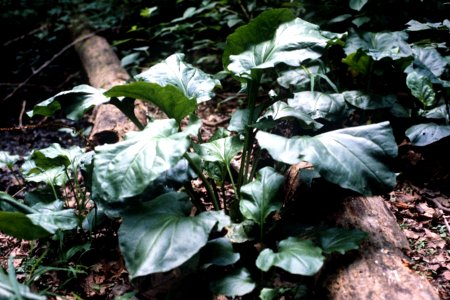 Plantago cordata NRCS-2