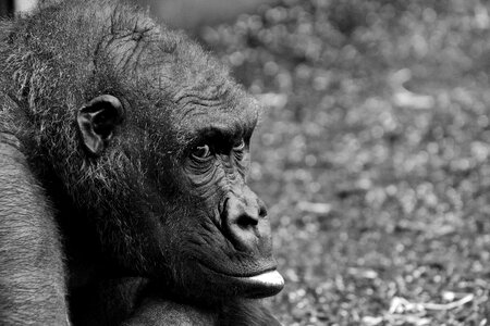 Furry omnivore portrait