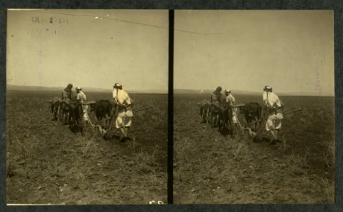 Plowing scene in Palestine LCCN2004672904
