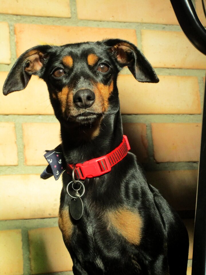 Free image canine pets