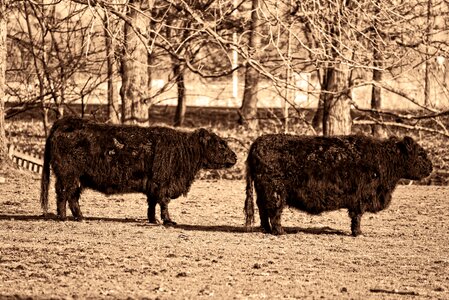 Livestock cattle domestic photo