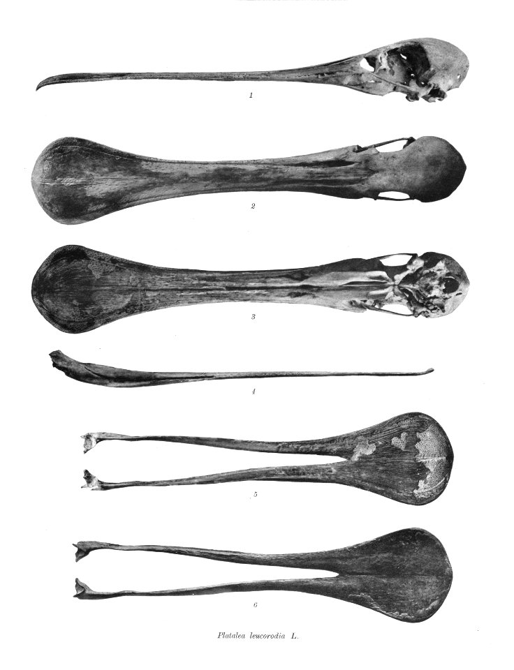 Platalea leucorodia 135