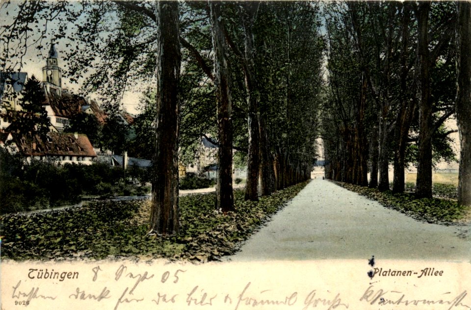 Platanenallee (AK Reinicke & Rubin MD 1904)