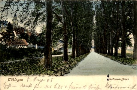 Platanenallee (AK Reinicke & Rubin MD 1904)