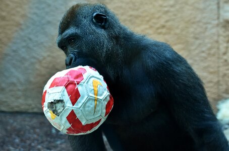 Ball animal furry