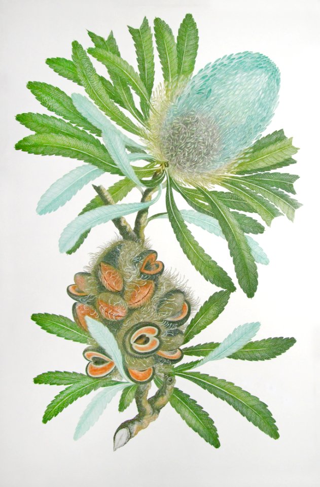 Plate from Banks' Florilegium - Joseph Banks