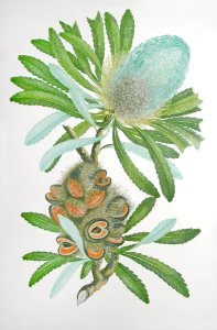 Plate from Banks' Florilegium - Joseph Banks