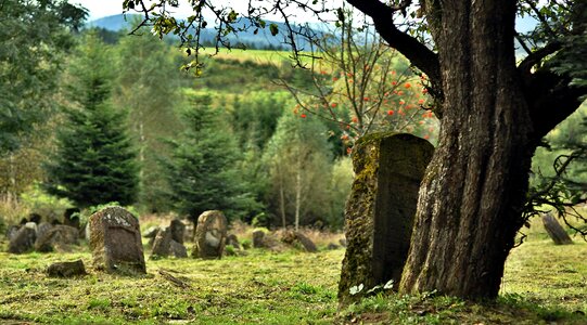 Matzeva tree history