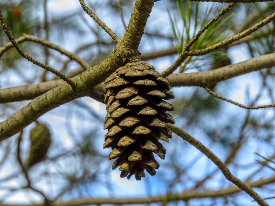 Hangs pine nuts fruit
