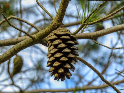 Hangs pine nuts fruit