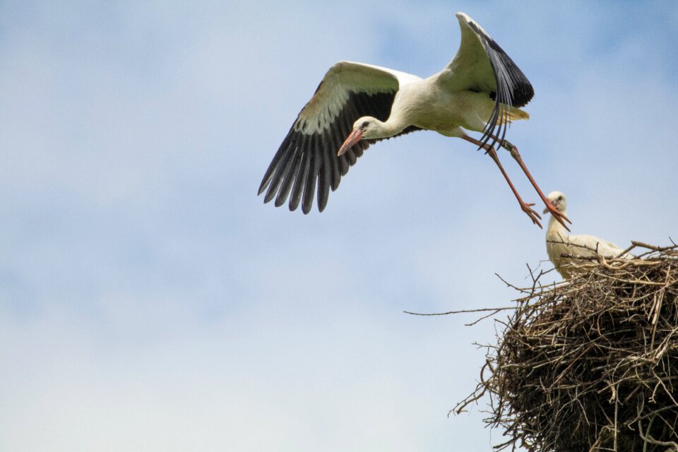 Nature sky nest photo