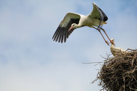 Nature sky nest photo