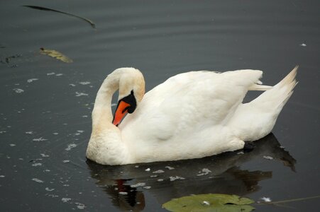 Swimming wild birds animals photo