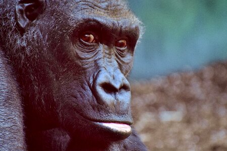 Furry omnivore portrait