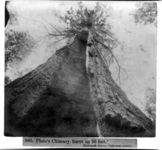 Pluto's Chimney, burnt up 90 ft. Mammoth Grove, Calaveras County LCCN2002721314