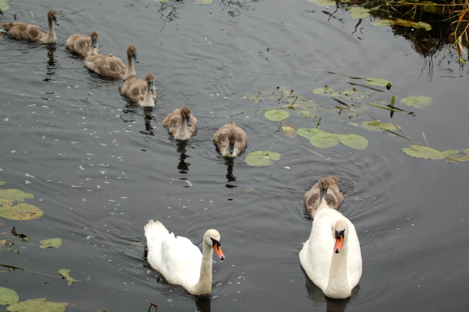 Swimming wild birds animals photo