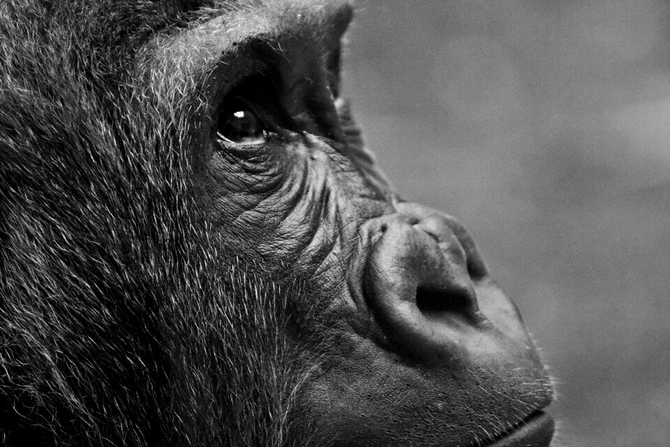 Overview furry portrait