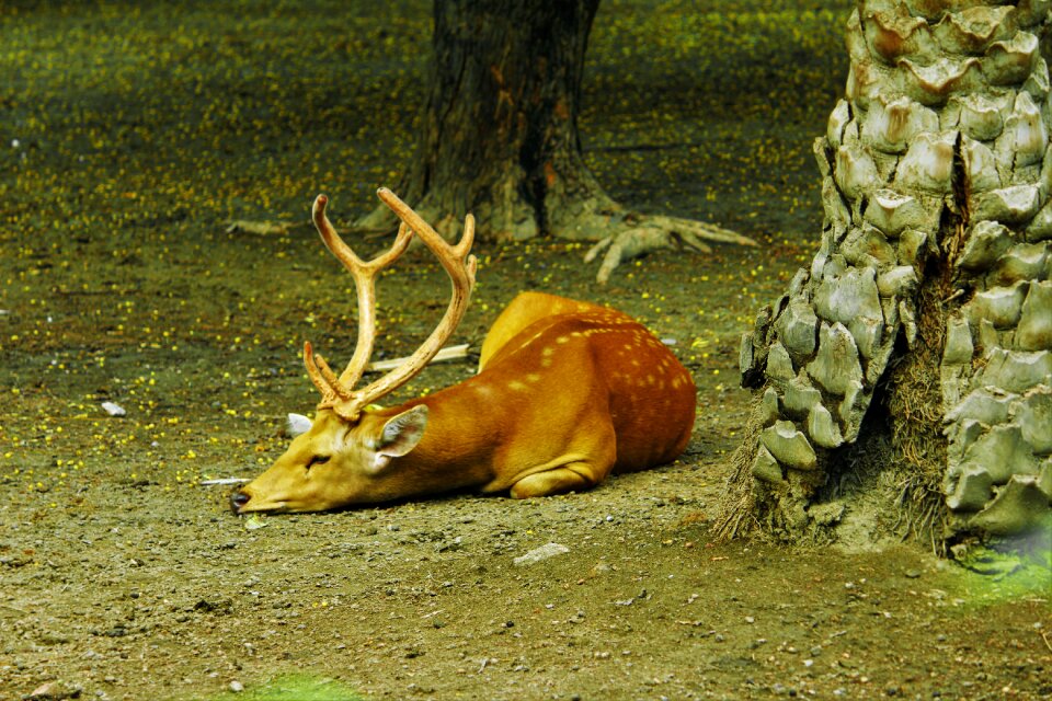 Sleeping animal wildlife
