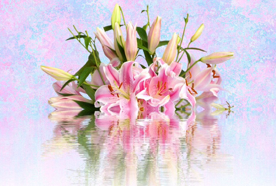 Pink flower pink nature